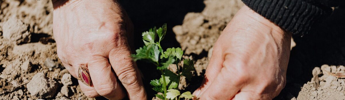 Survival Gardening: How To Grow Your Own Food In A Crisis